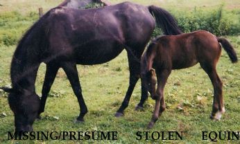 MISSING/PRESUME STOLEN EQUINE Shahziza / ZEE, Near North East, MD, 21901